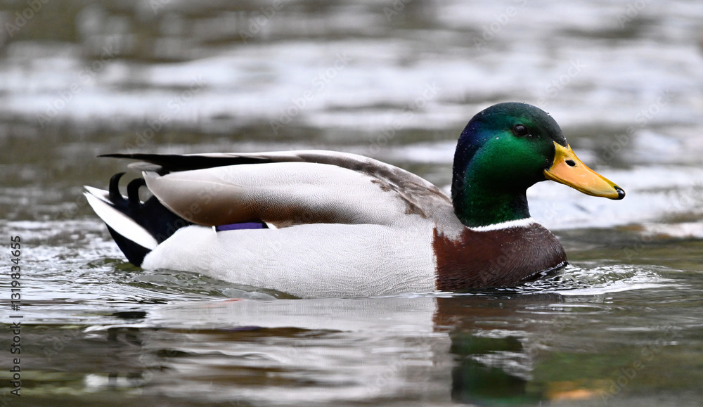 Fototapeta premium a beautiful mallard on a lake