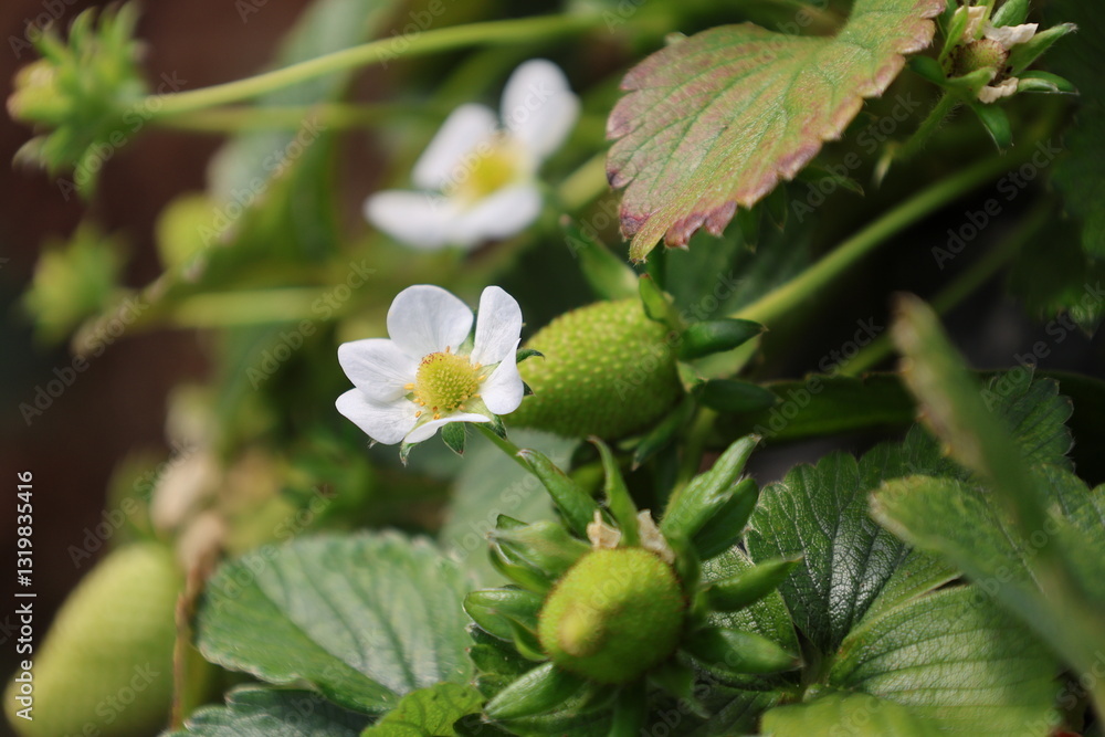 Strawberry flower plant. High quality photo Strawberry flower plant. High quality photo