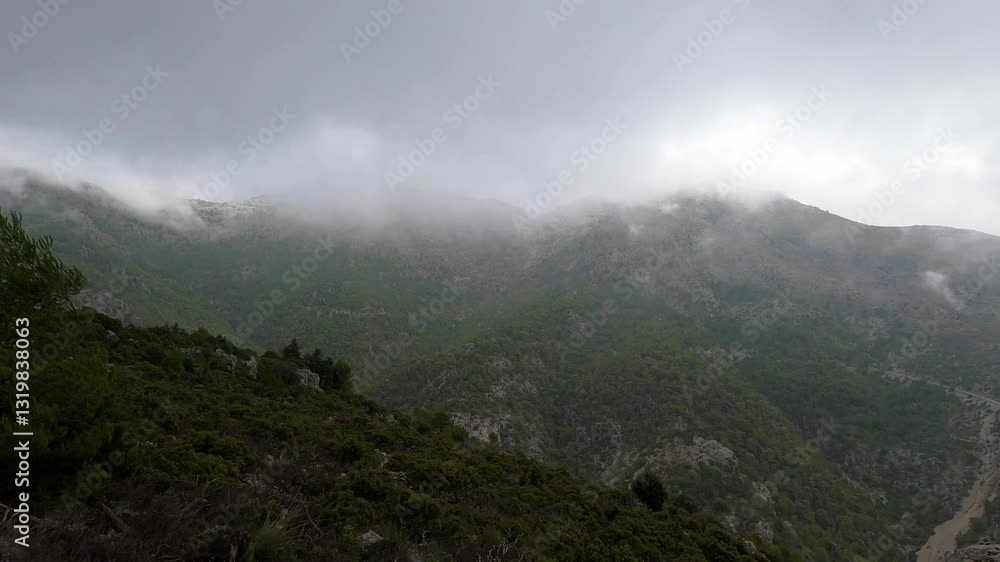 Panoramic view on pinewood from hiking trail to Pinsapo de las Escaleretas, National park of Sierra de Las Nieves, Spain Panoramic view on pinewood from hiking trail to Pinsapo de las Escaleretas, National park of Sierra de Las Nieves, Spain