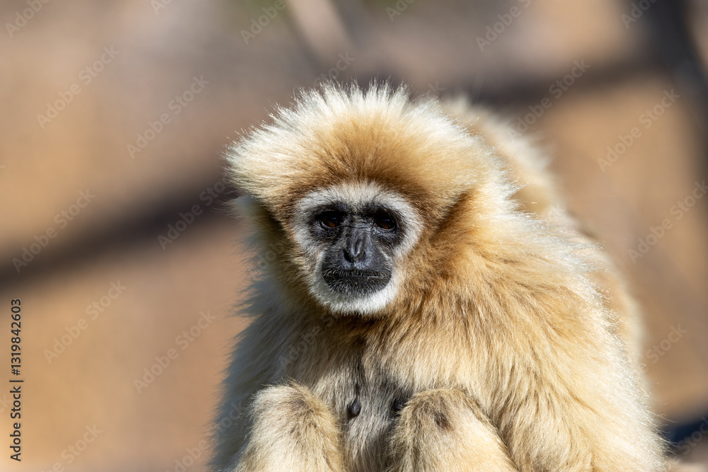 Obraz premium Lar Gibbon (Hylobates lar), native to Southeast Asia, swinging through the lush forests of Thailand.