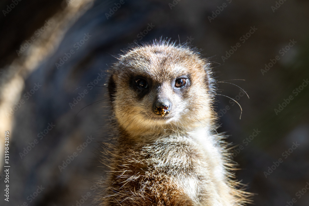 Fototapeta premium Slender-tailed Meerkat (Suricata suricatta), a social mammal found in the deserts of southern Africa.