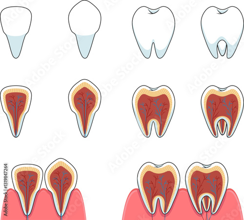 Types of teeth and the nervous system. Vector illustration 