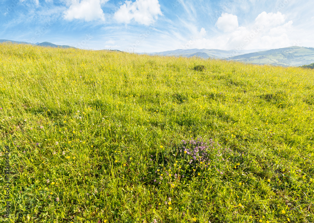 mountainous countryside landscape in summer. outdoor adventure. grassy meadow on top of a hill. distant mountain ridge in morning light. sunny weather with clouds on the blue sky. lush wide field
