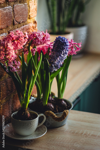 Spring floral home decor, cozy atmosphere. Bright fresh purple and pink bulbous hyacinth flowers on wooden windowsill. Springtime gardening concept. Sustainable lifestyle, earth day