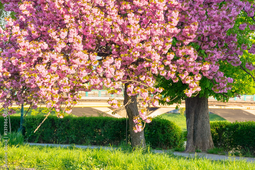 pink cherry blossom on a sunny morning. japanese plant. beautiful urban landscape of uzhhorod in spring. kanzan sakura tree near the paved walking path. zen outdoor