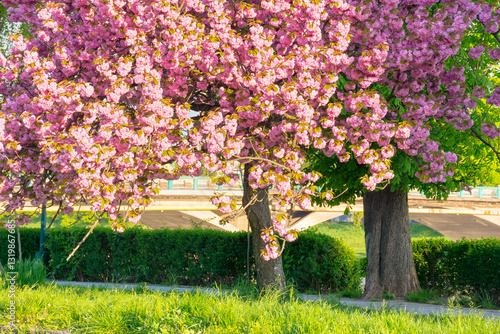 Obraz na płótnie pink cherry blossom on a sunny morning. japanese plant. beautiful urban landscape of uzhhorod in spring. kanzan sakura tree near the paved walking path. zen outdoor w salonie