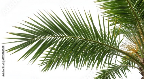 palm tree on white background