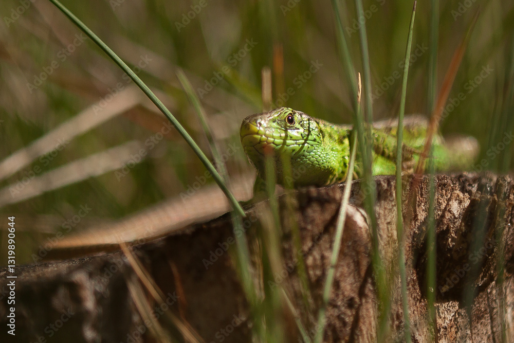sand lizard, male, lacerta, agilis, green, scales, coloration, mating season, reptile, europe sand lizard, male, lacerta, agilis, green, scales, coloration, mating season, reptile, europe