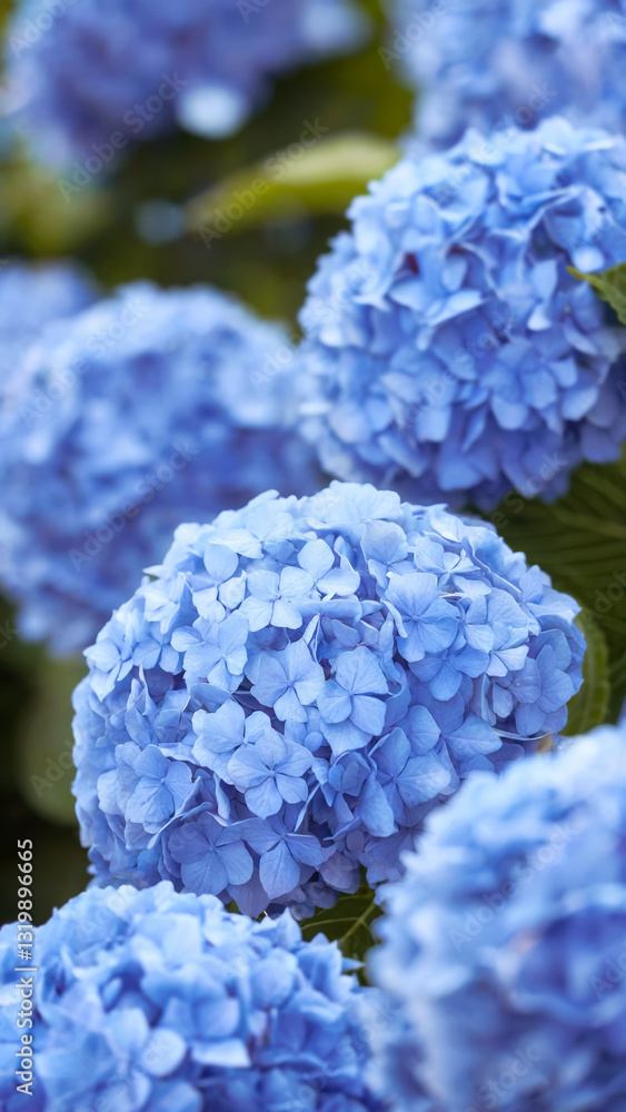 Macro blue hydrangeas flowers blooming in garden Macro blue hydrangeas flowers blooming in garden