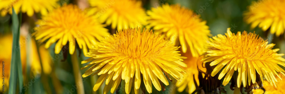 Vibrant field of bright yellow dandelions, spring card, long banner