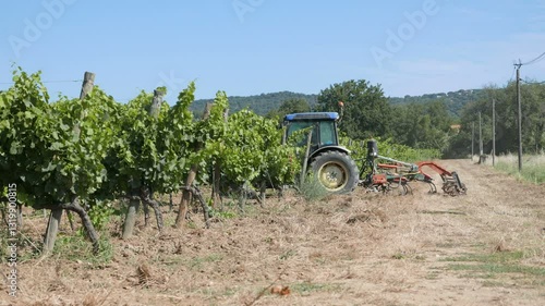 Cultivate grapes in south French country