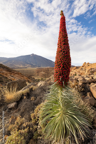 Red Echium wildpretii in the Teide National Park, Tenerife, Canary Islands, Spain.