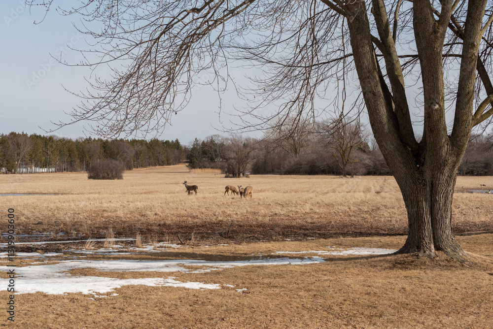 White-tailed Deer Feeding And Resting In An Urban Field In Wisconsin In Spring