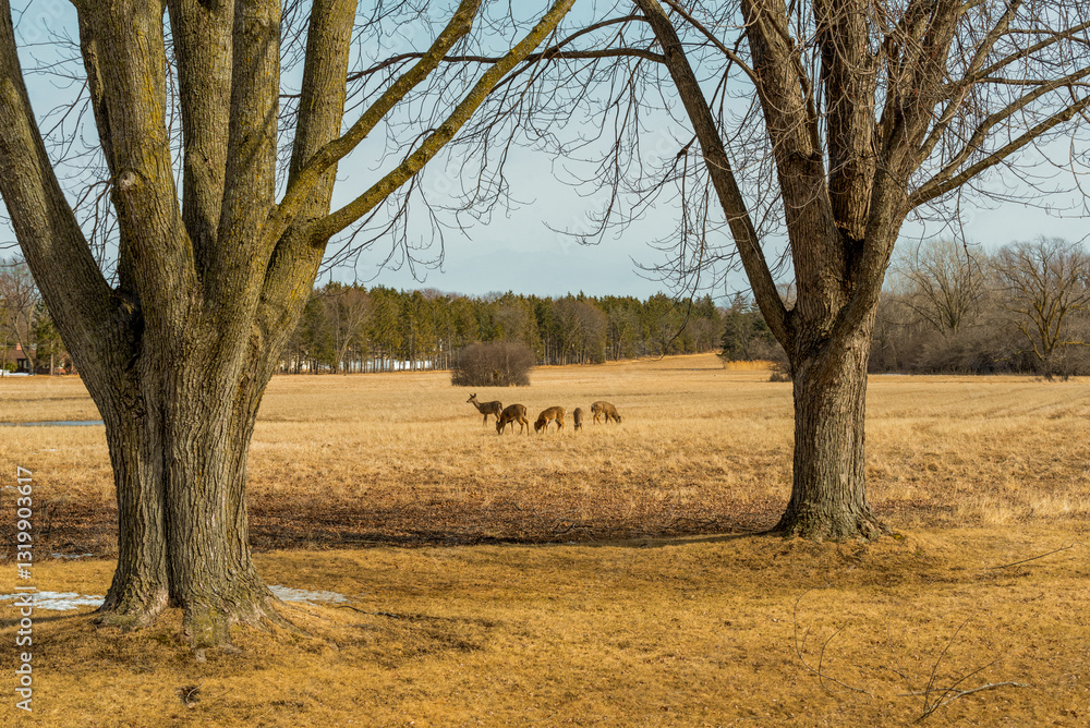 White-tailed Deer Feeding And Resting In An Urban Field In Wisconsin In Spring