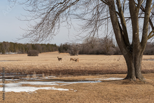 White-tailed Deer Feeding And Resting In An Urban Field In Wisconsin In Spring