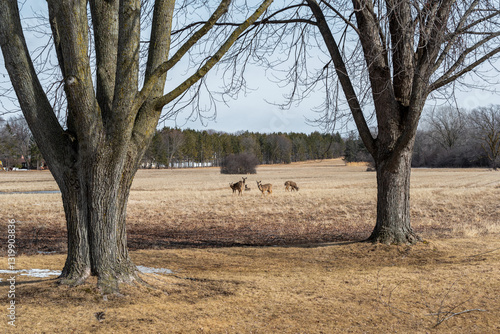 Obraz na płótnie White-tailed Deer Feeding And Resting In An Urban Field In Wisconsin In Spring w salonie