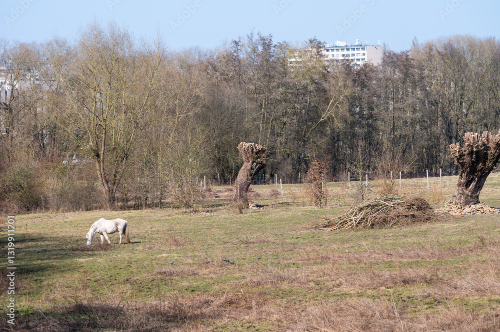 Obraz premium Grazing white horses in the natural fields of Hof Ter Musschen, Woluwe Saint Lambert, Brussels Capital Region, Belgium