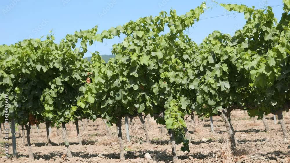 Cultivate grapes at farm, south French country Cultivate grapes at farm, south French country