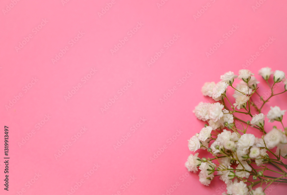 Fototapeta premium A delicate branch of white gypsophila flowers placed in the lower right corner on a soft pink background. Minimalist floral design for spring, romance, and beauty themes.