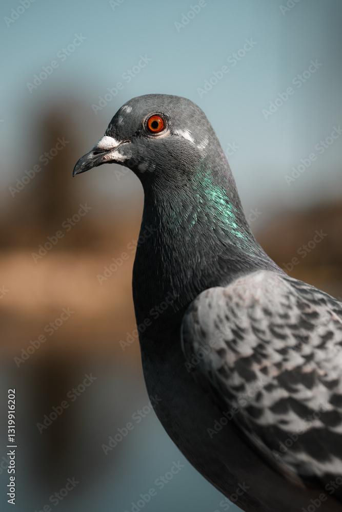 Fototapeta premium Pigeon head closeup, urban wildlife