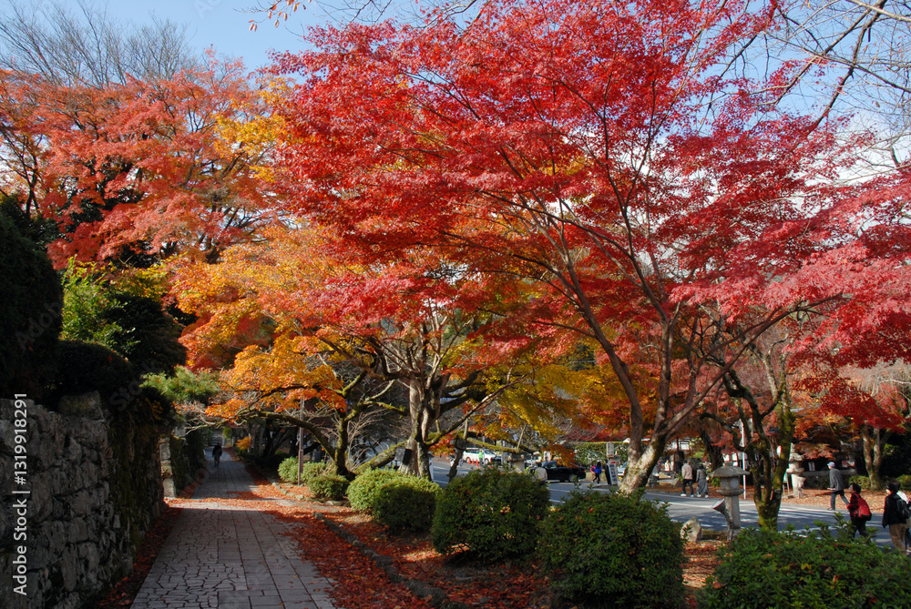 Naklejka premium 坂本観光 日吉大社参道の紅葉 滋賀県大津市坂本