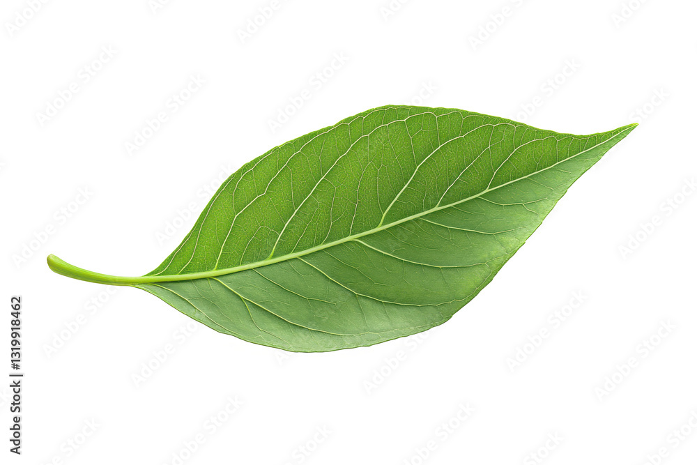 Obraz premium Realistic green leaf with detailed veins and natural texture on Transparent Background