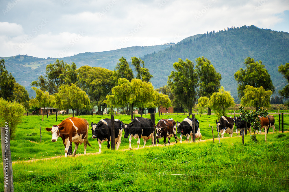 Obraz premium Cow grazing peacefully in a lush green field on a sunny farm landscape