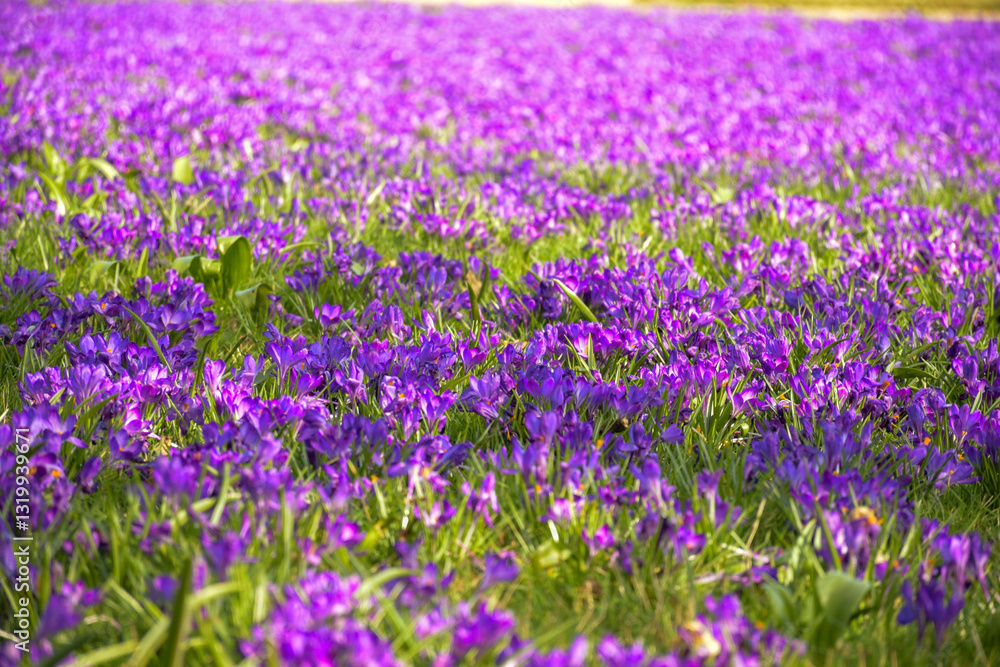 Purple crocus flowers in spring Purple crocus flowers in spring