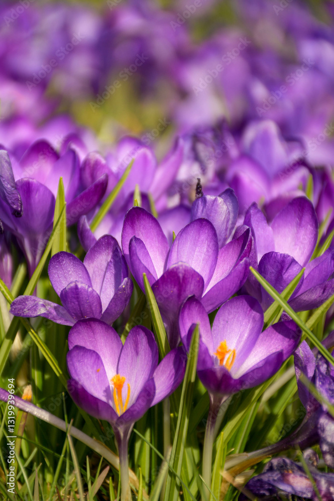 Purple crocus flowers in spring Purple crocus flowers in spring