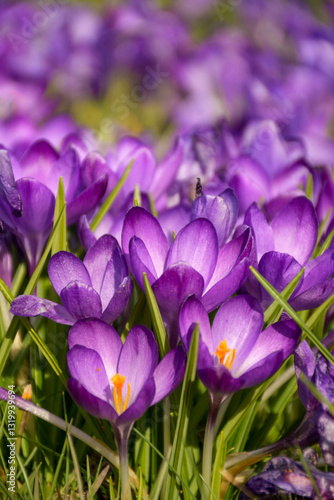 Purple crocus flowers in spring
