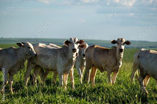 Nelore cattle in pasture at dusk
