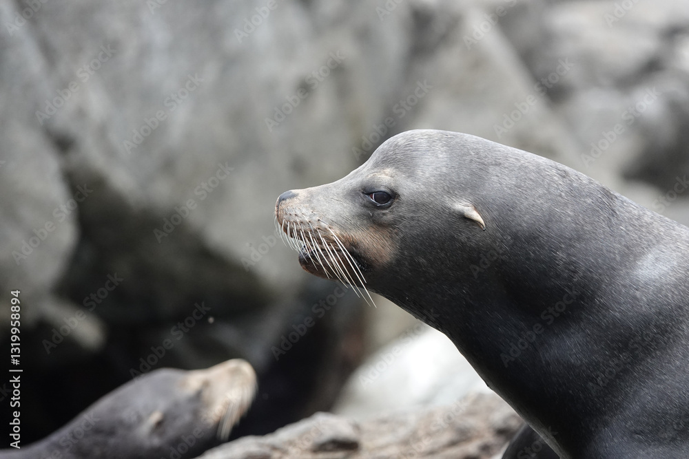 Obraz premium Sea lions bask on rocks at Espiritu Santo Island in the Sea of Cortez, displaying their natural behaviors. Baja California Sur, Mexico.