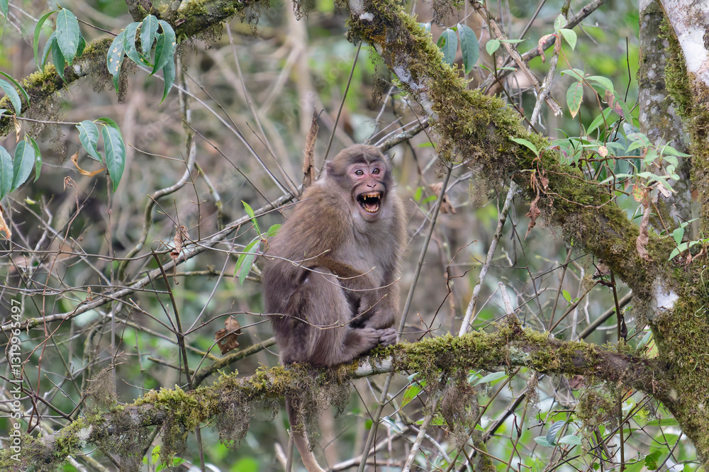 Fototapeta premium A threatening monkey on a tree