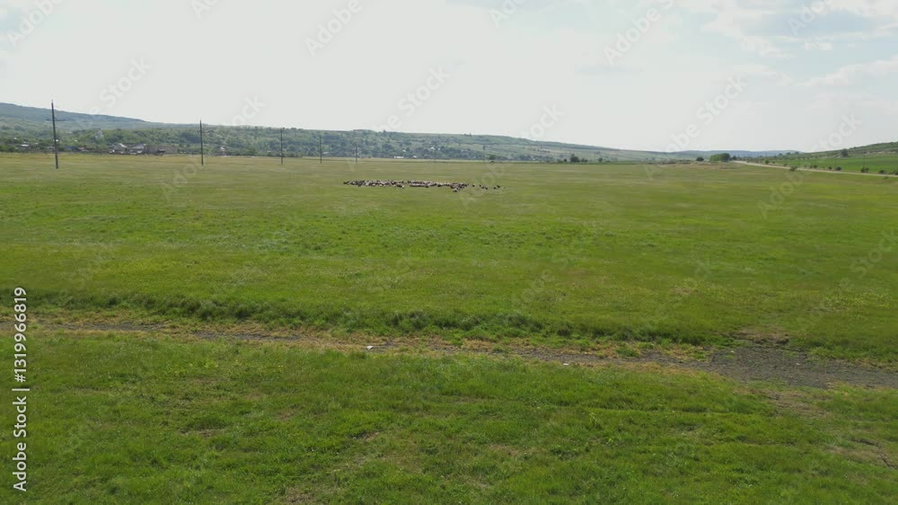 Goats and sheep grazing in a vast green meadow