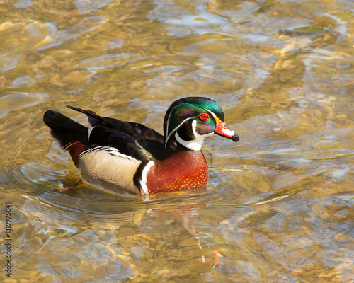 Wood Duck (Aix sponsa) or Carolina duck one of the most beautiful water fowl in North America