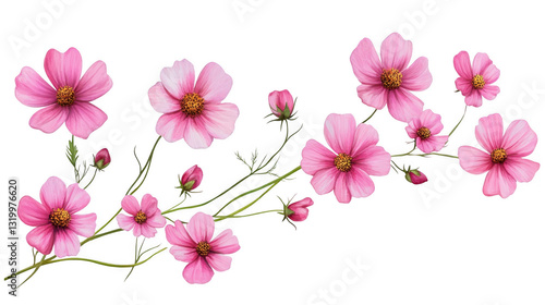 Delicate Pink Flowers on a Transparent Background for Design Use