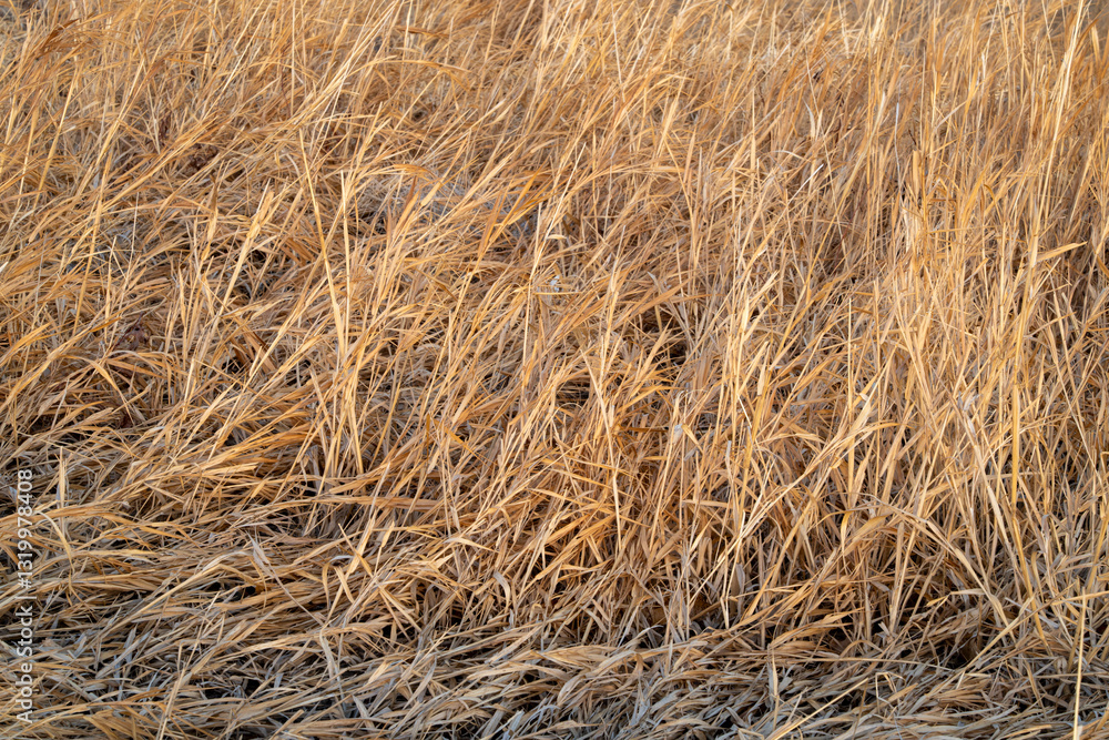 winter background of dry grass in a wetland winter background of dry grass in a wetland