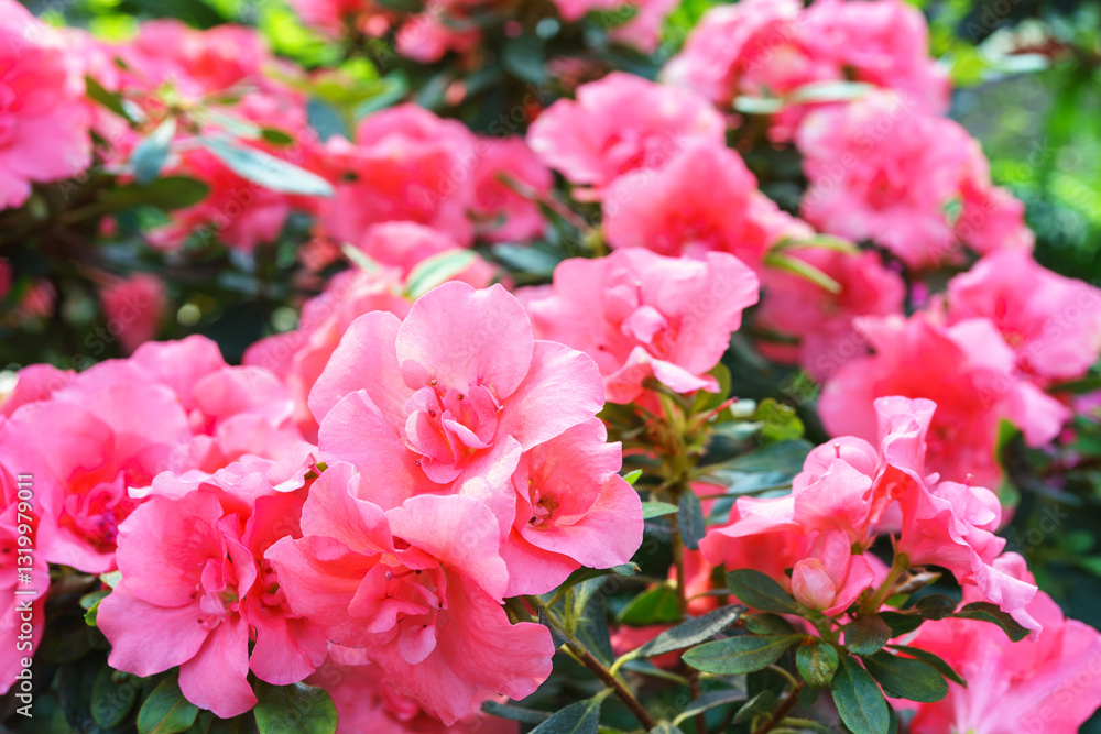 Blooming pink japan Azalea Ericaceae bush, Rosinetta, rhododendron flower background. Evergreen decorative plant outdoor or in orangery in botanical garden. Gardeining, plant breeding Blooming pink japan Azalea Ericaceae bush, Rosinetta, rhododendron flower background. Evergreen decorative plant outdoor or in orangery in botanical garden. Gardeining, plant breeding