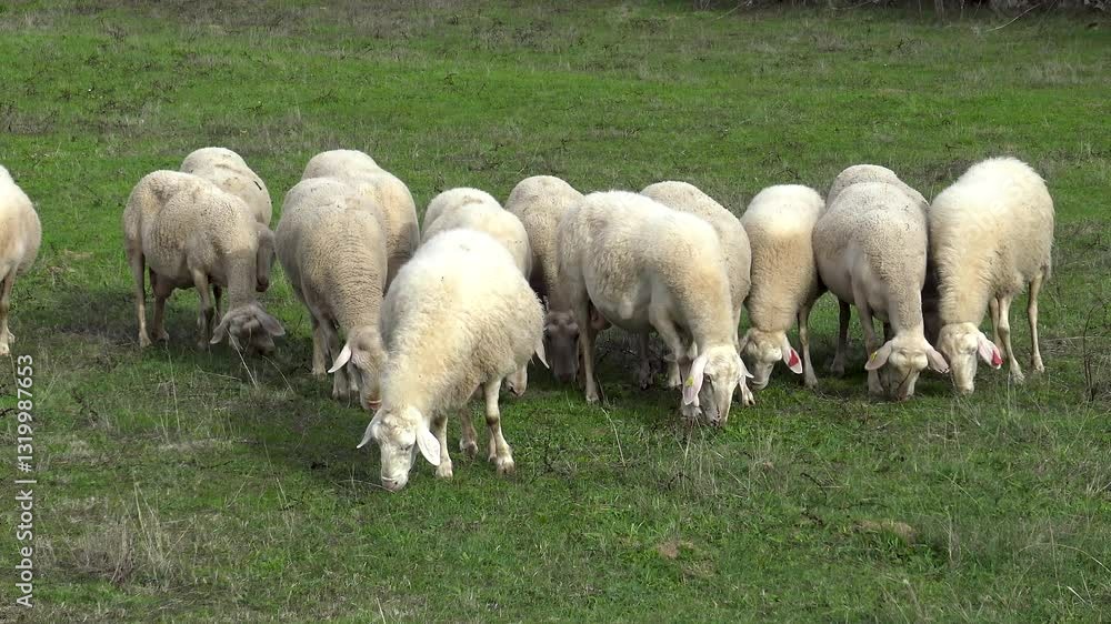 Lambs in a farming properti, in Aldeadavila village, Salamanca. Lambs in a farming properti, in Aldeadavila village, Salamanca.