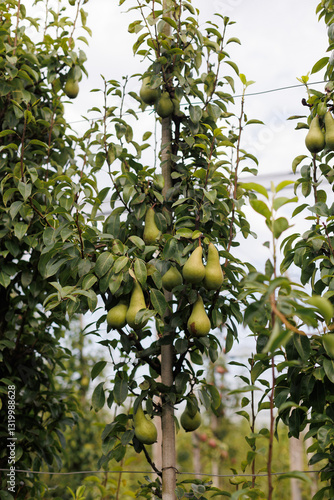 Close-up of a columnar pear tree with fresh, ripe pears hanging from its branches