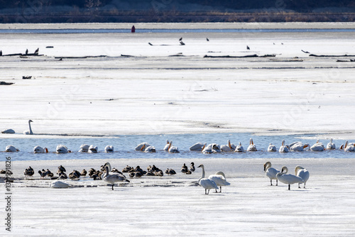 Wallpaper Mural pelicans on a frozen river Torontodigital.ca