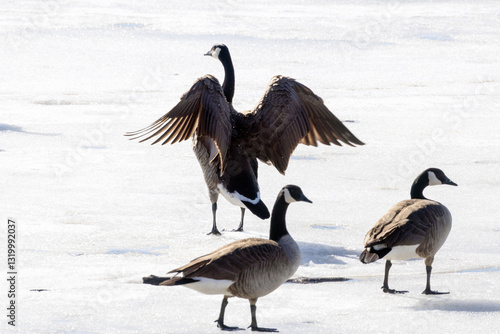 Wallpaper Mural canadian geese on ice Torontodigital.ca