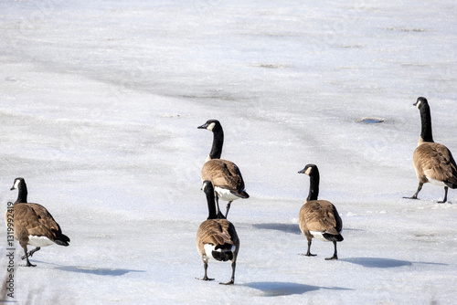 Wallpaper Mural canadian geese on ice Torontodigital.ca