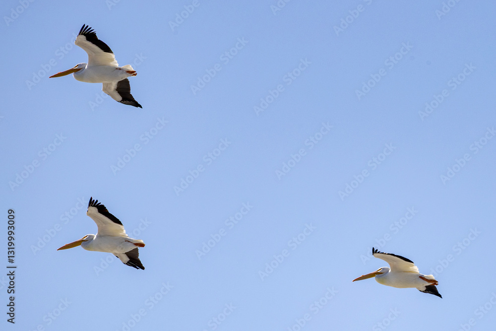 Obraz premium flying birds in the sky