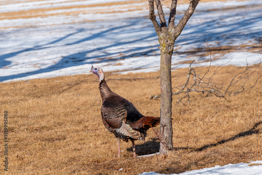 Wild Tirkey In A Snow Covered Field In Spring In Wisconsin
