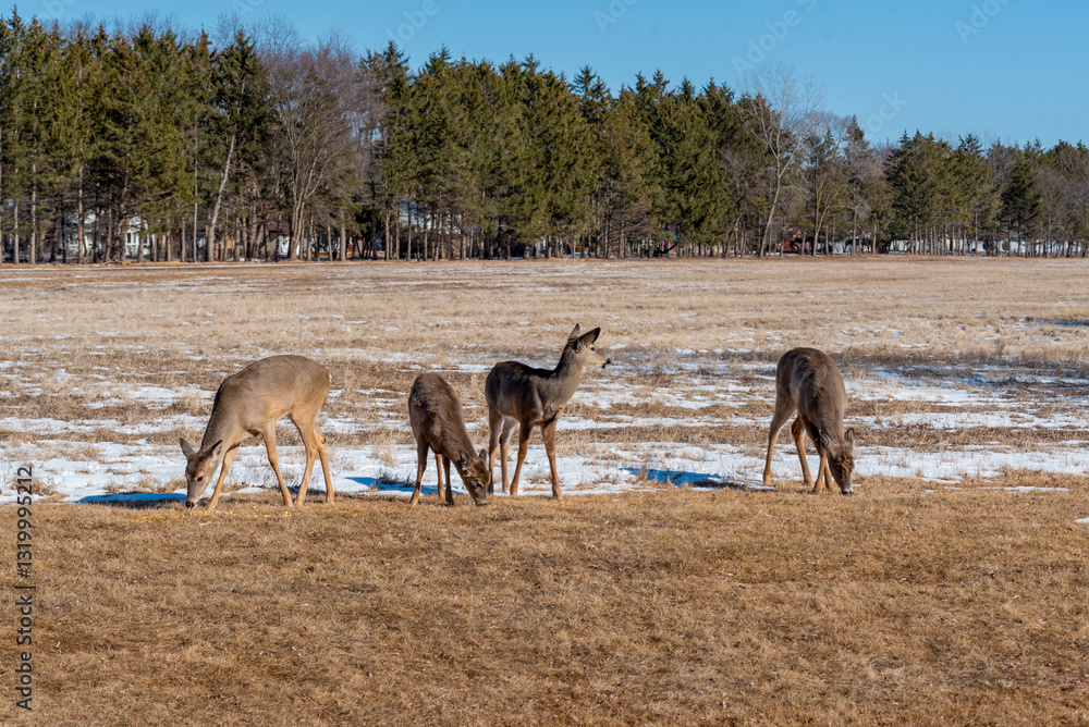 White-Tailed Deer Resting And Feeding In An Urban Snow Covered Field In Spring In Wisconsin