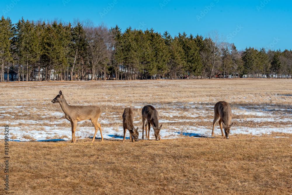White-Tailed Deer Resting And Feeding In An Urban Snow Covered Field In Spring In Wisconsin