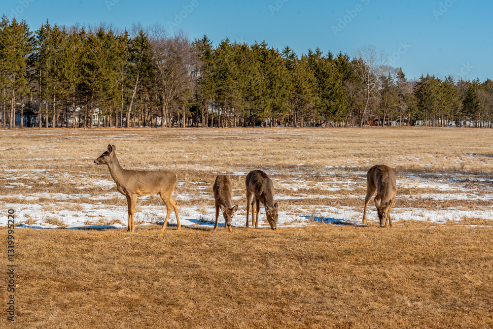 White-Tailed Deer Resting And Feeding In An Urban Snow Covered Field In Spring In Wisconsin