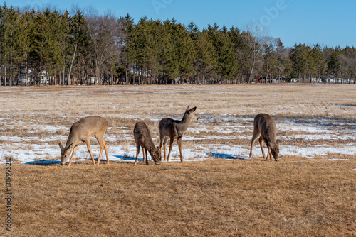 Obraz na płótnie White-Tailed Deer Resting And Feeding In An Urban Snow Covered Field In Spring In Wisconsin w salonie