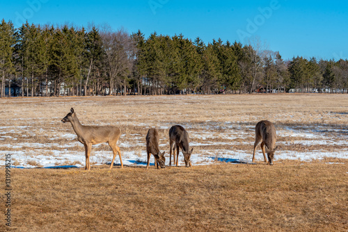 Obraz na płótnie White-Tailed Deer Resting And Feeding In An Urban Snow Covered Field In Spring In Wisconsin w salonie
